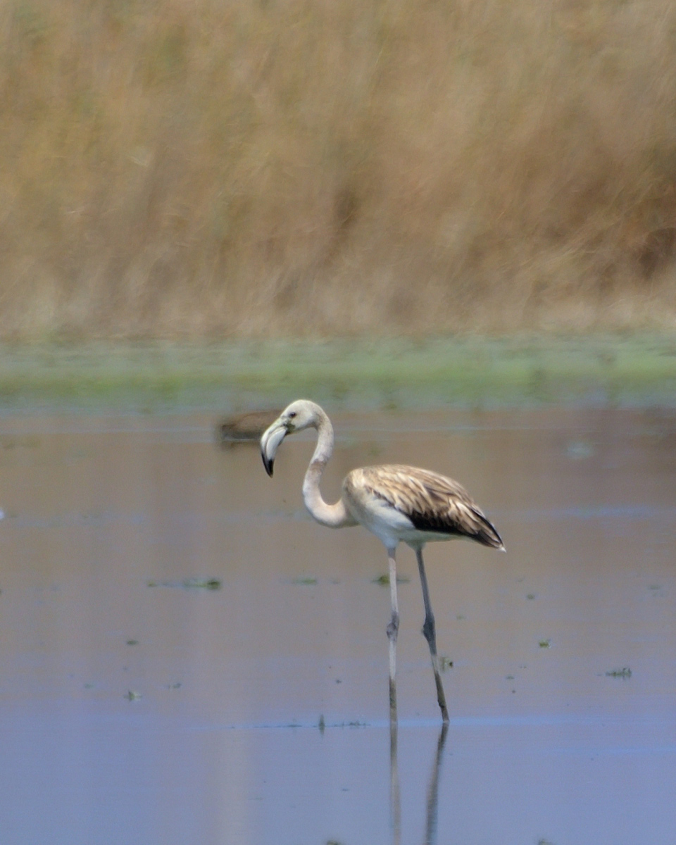 Greater Flamingo