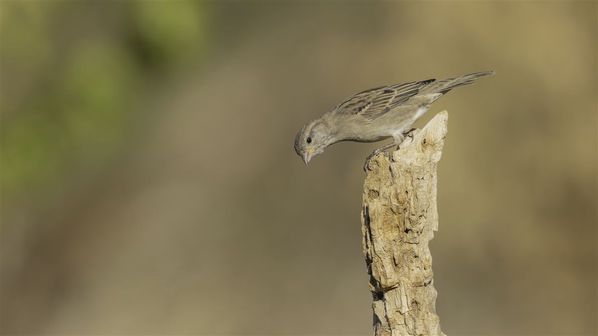 House Sparrow