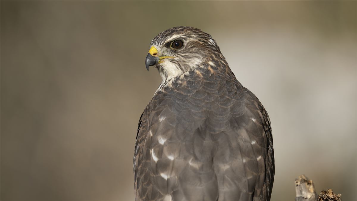 Levant Sparrowhawk