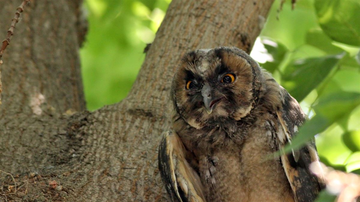 Long-eared Owl