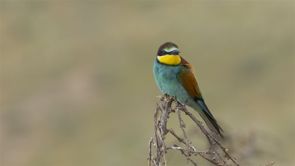 European Bee-eater