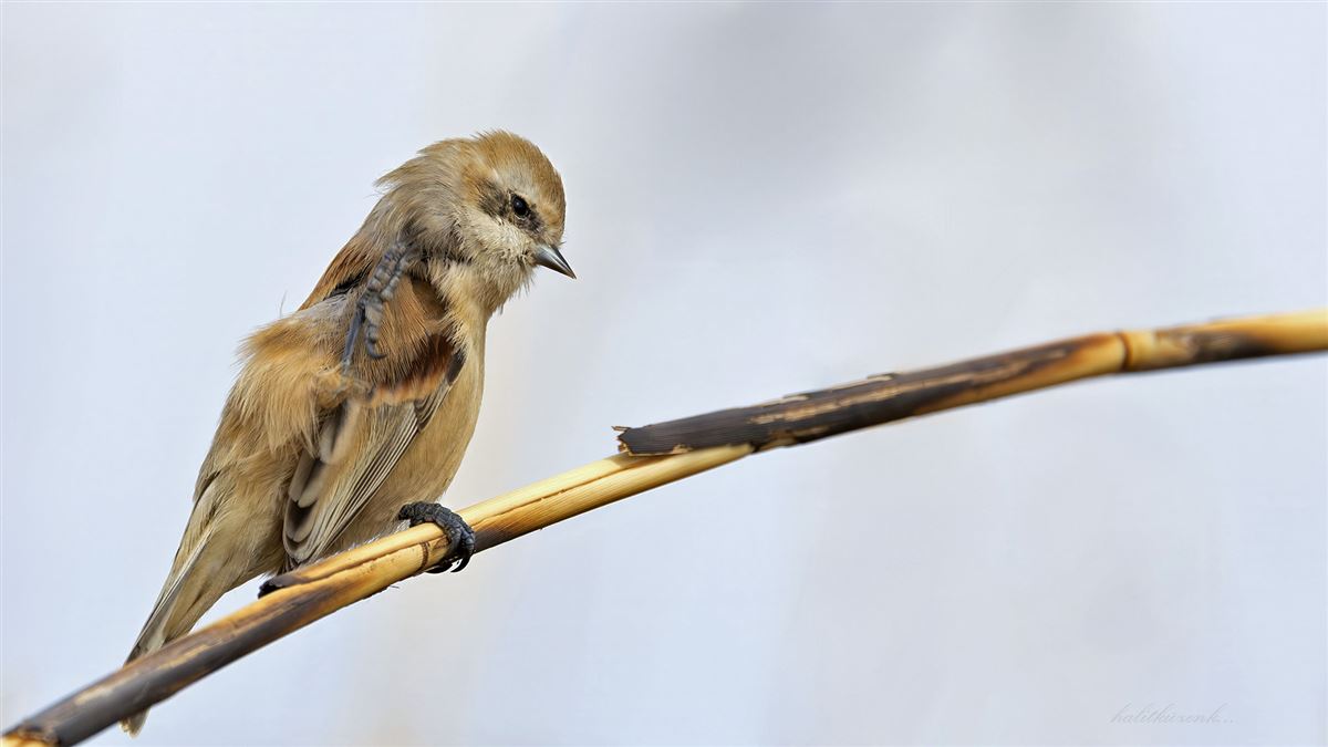 Eurasian Penduline Tit