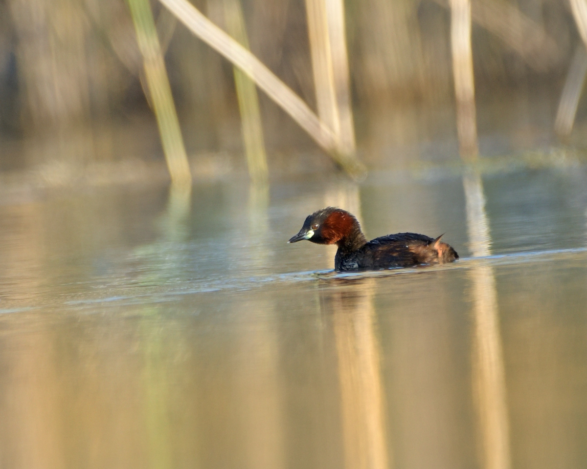 Little Grebe