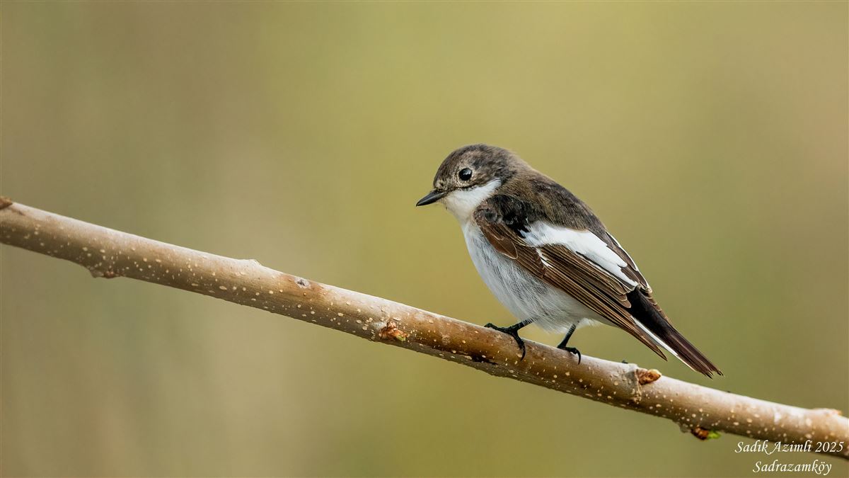 European Pied Flycatcher
