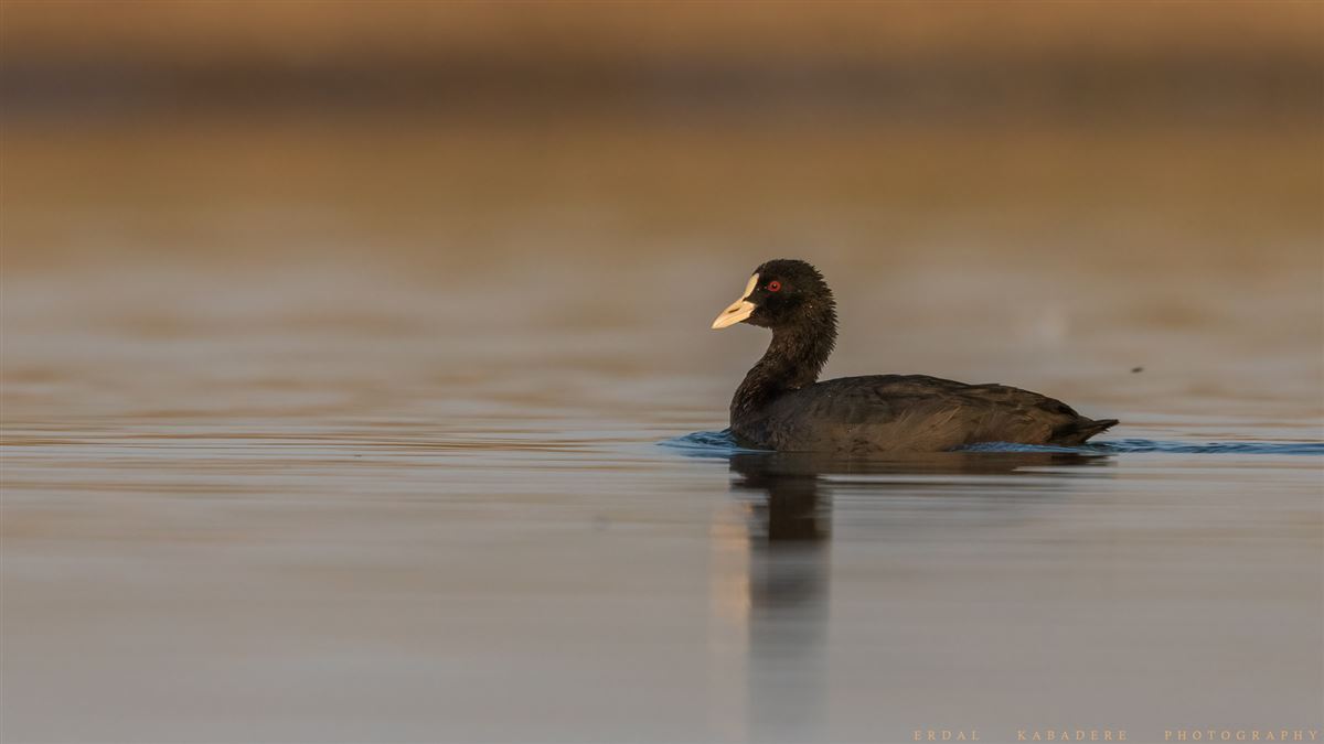 Eurasian Coot