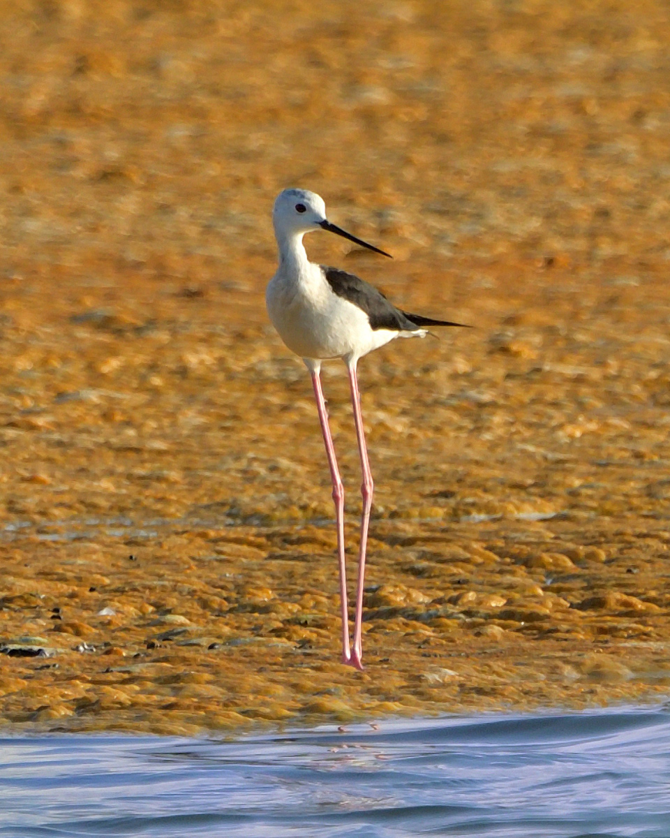 Black-winged Stilt