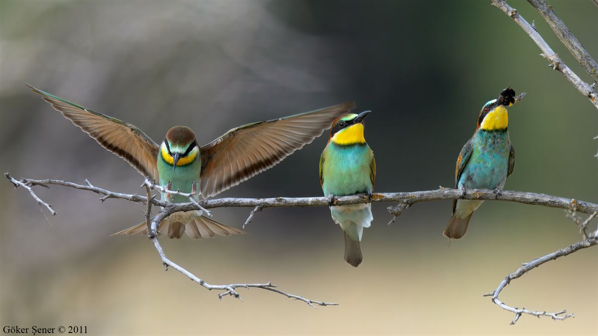 European Bee-eater