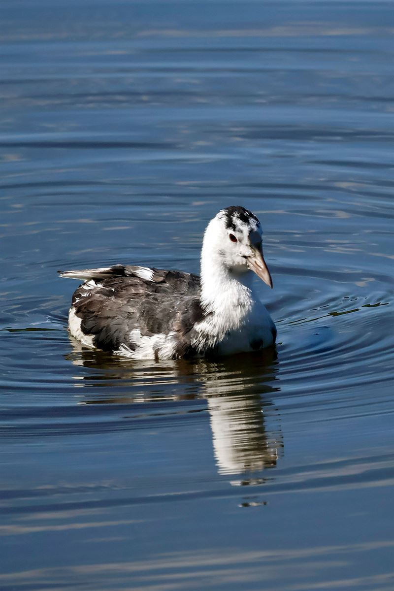 Eurasian Coot