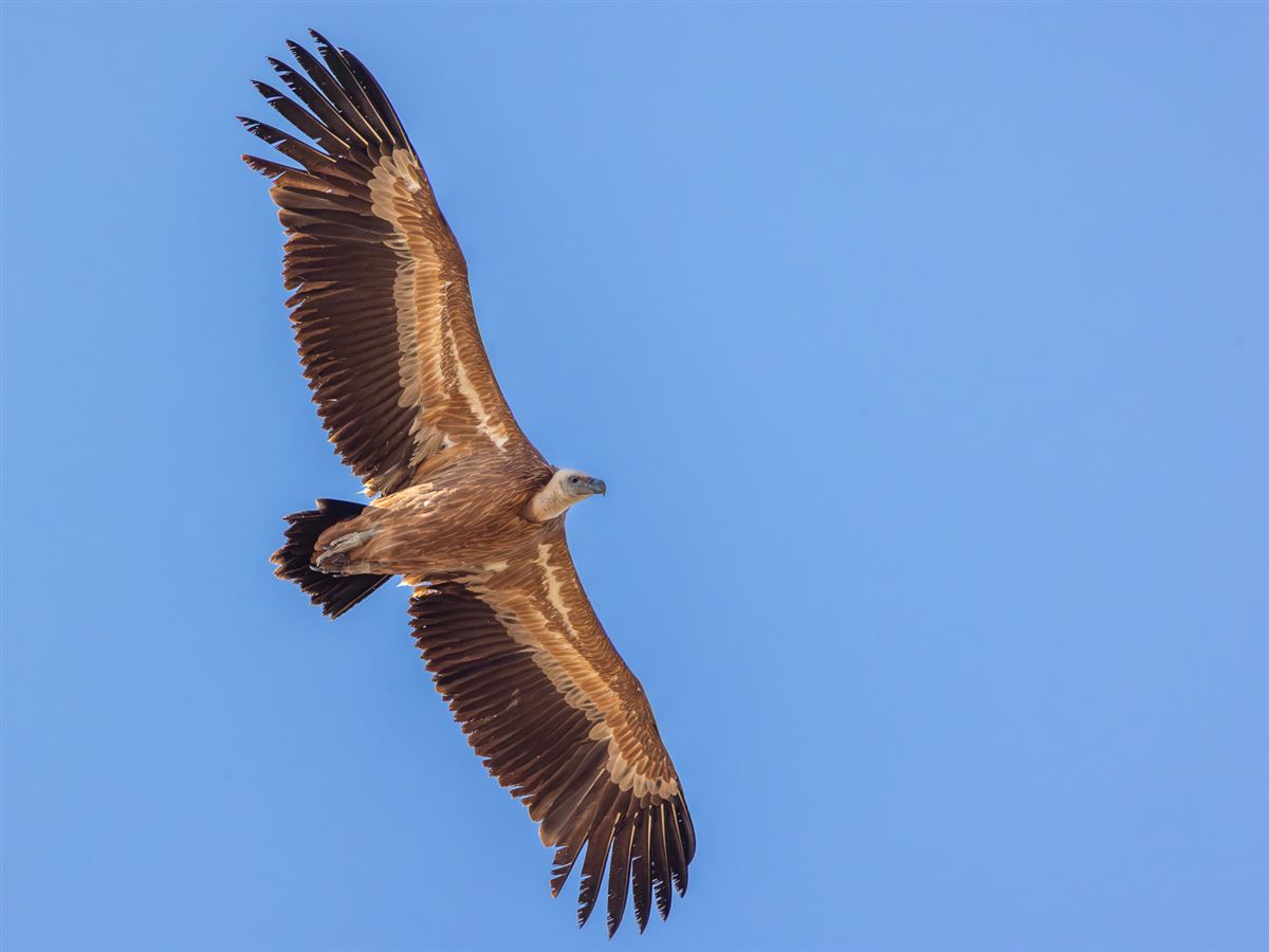 Griffon Vulture