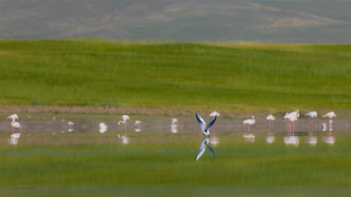Black-headed Gull
