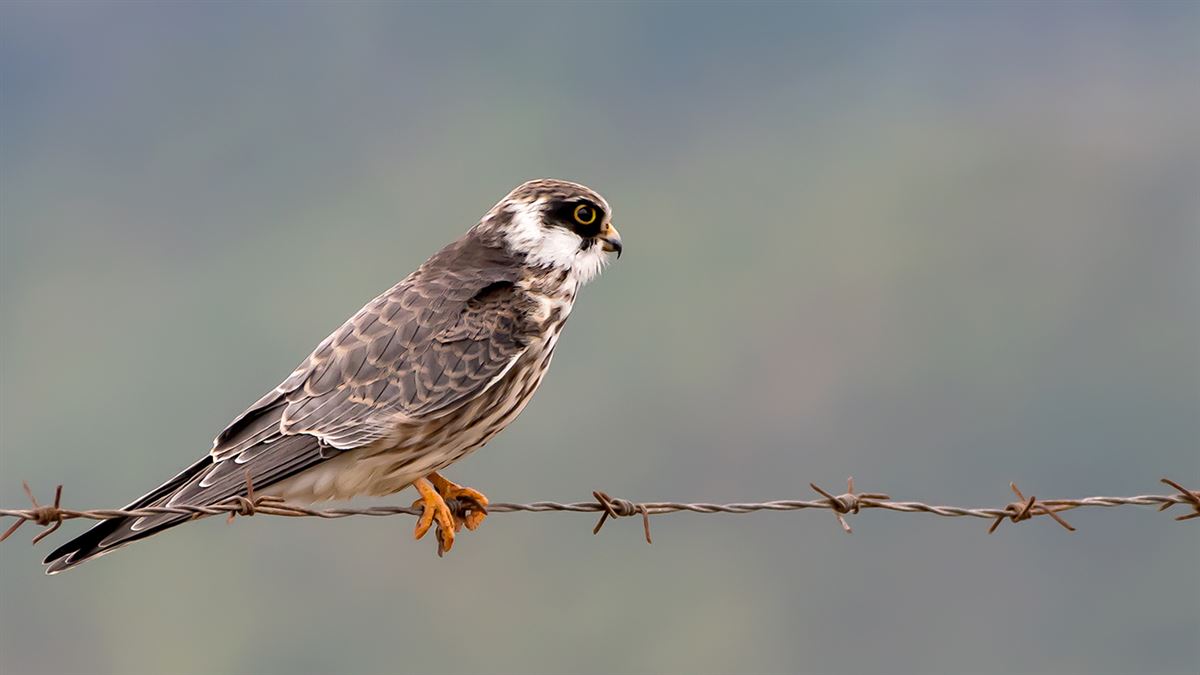 Red-footed Falcon