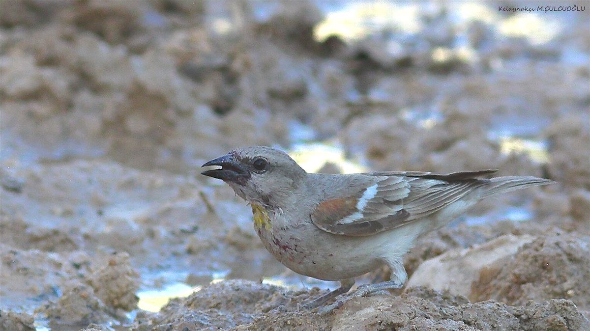 Yellow-throated Sparrow