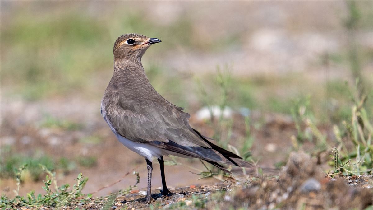 Black-winged Pratincole