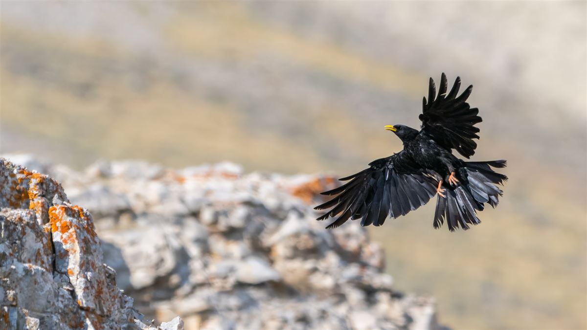 Alpine Chough
