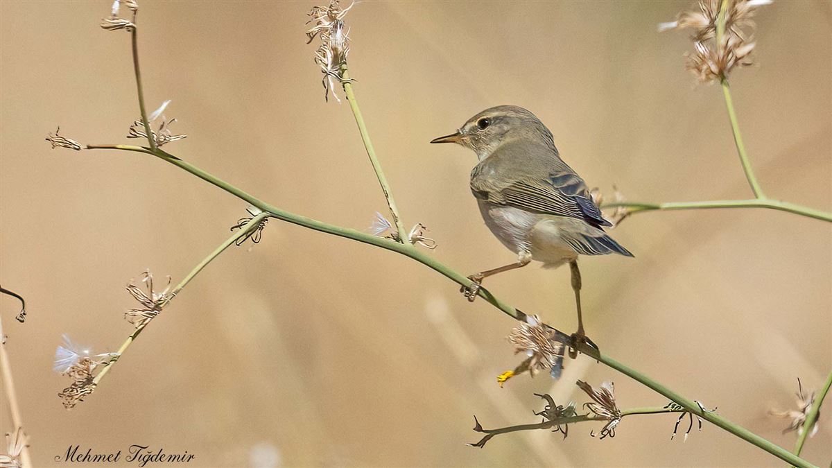 Willow Warbler