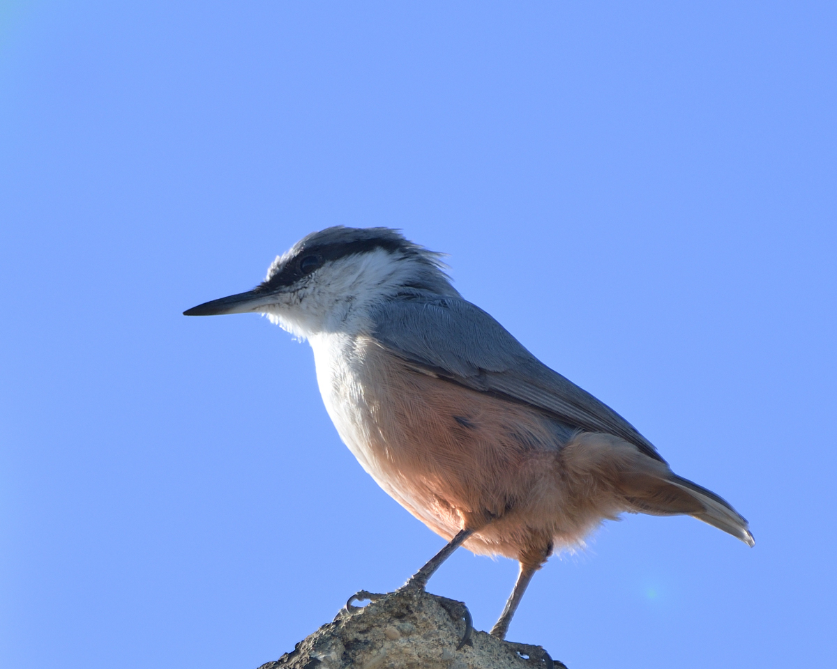 Western Rock Nuthatch