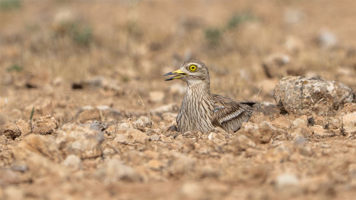 Eurasian Stone-curlew