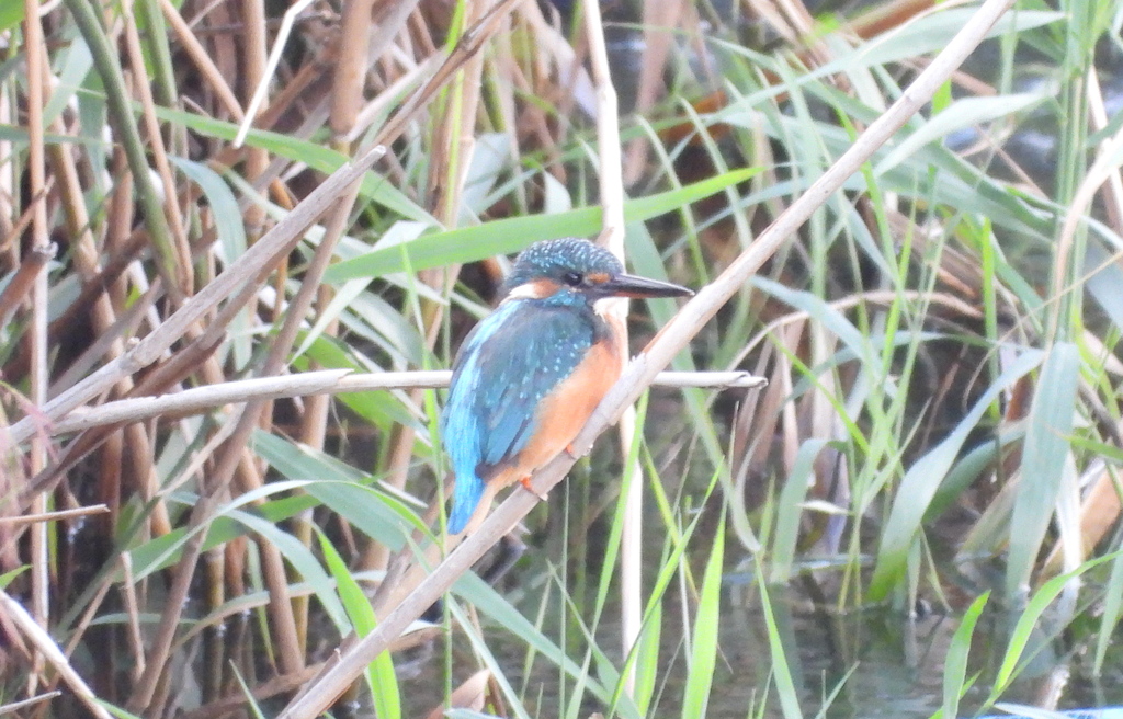 Common Kingfisher