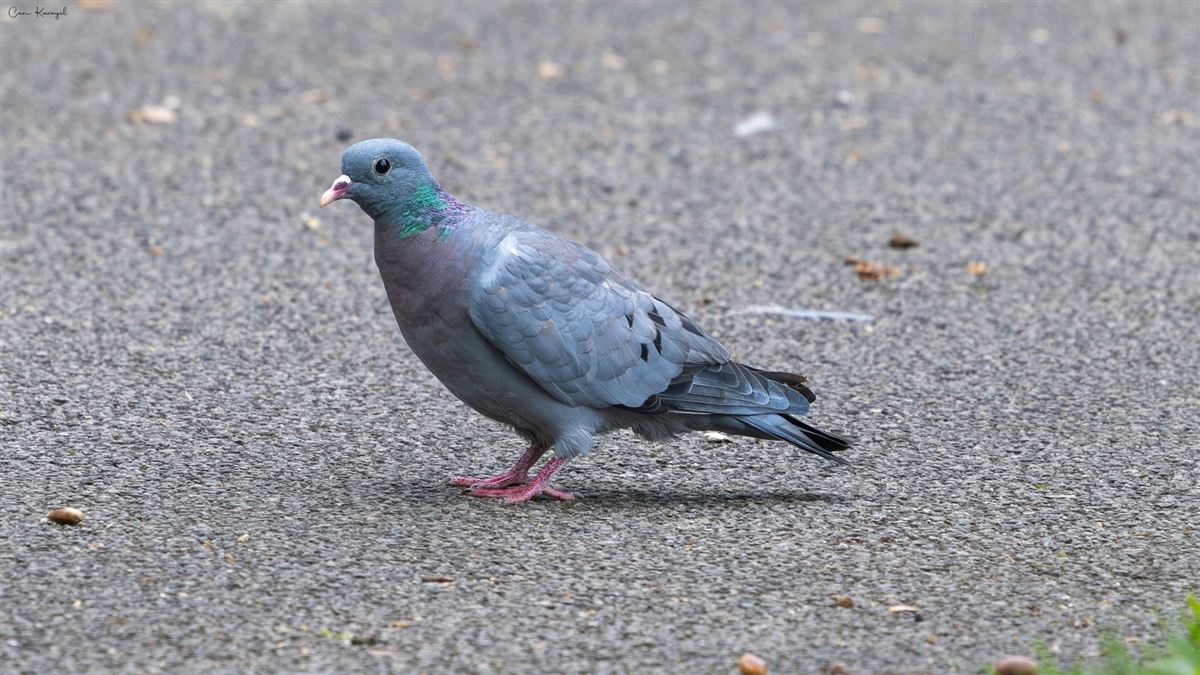 Stock Dove