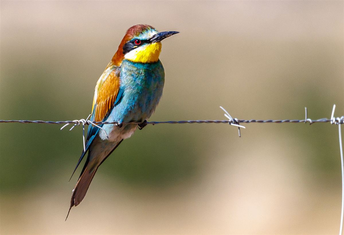 European Bee-eater