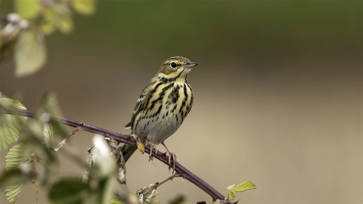 Tree Pipit