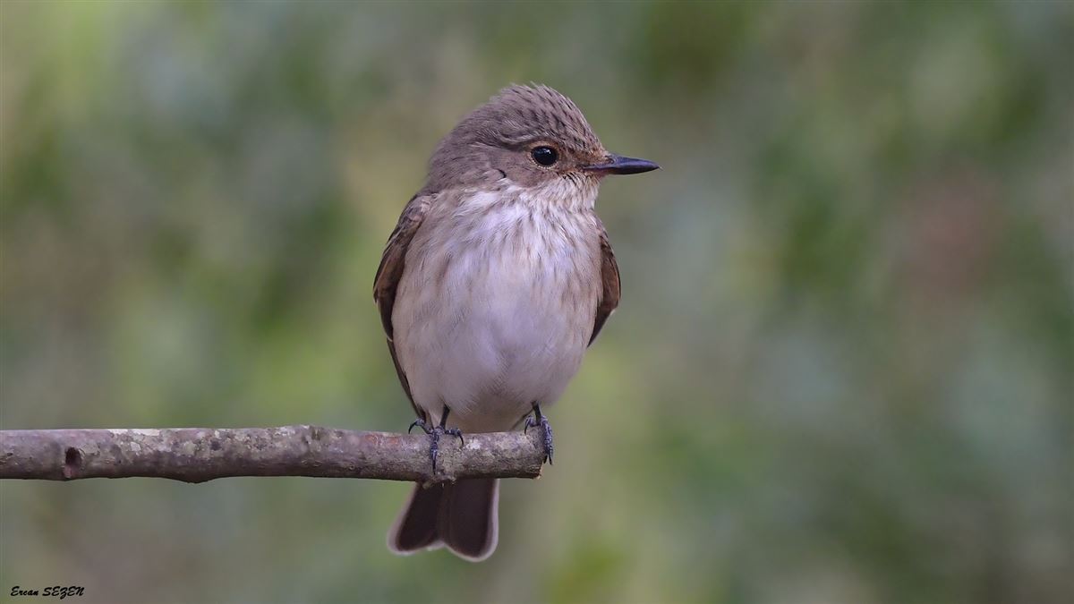 Spotted Flycatcher