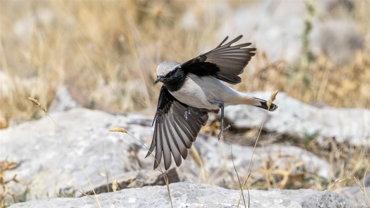 Finsch`s Wheatear