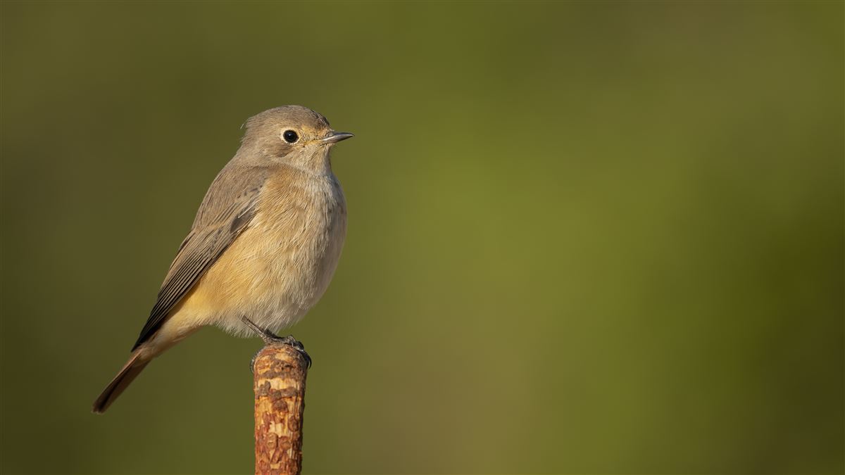 Common Redstart