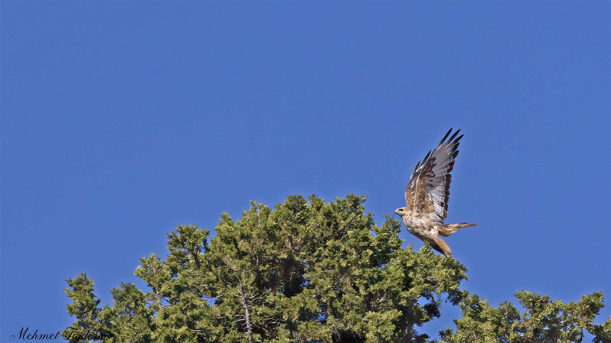 Long-legged Buzzard