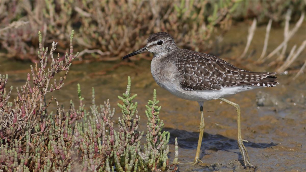 Wood Sandpiper