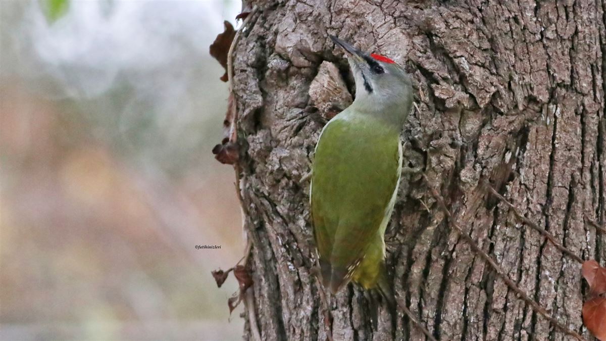 Grey-headed Woodpecker