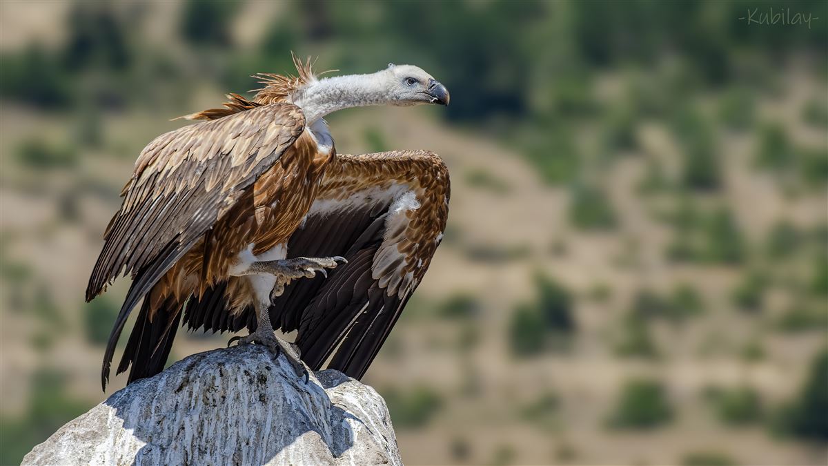 Griffon Vulture