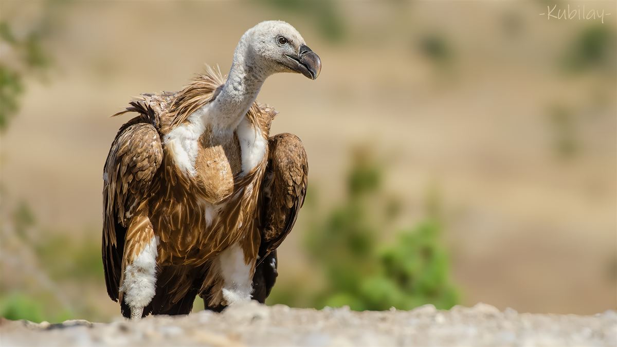 Griffon Vulture