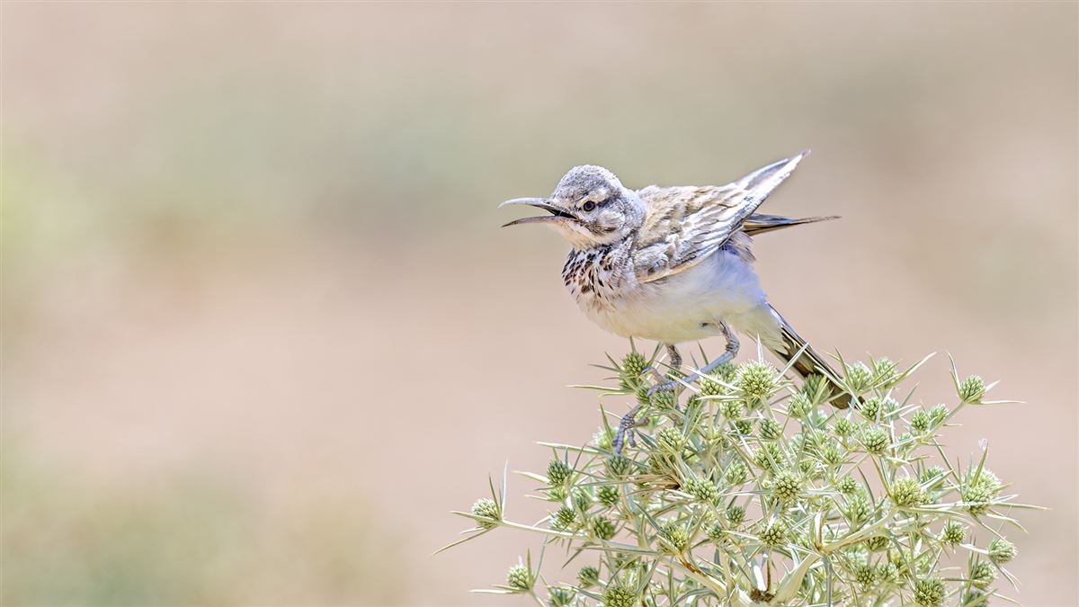 Greater Hoopoe-Lark