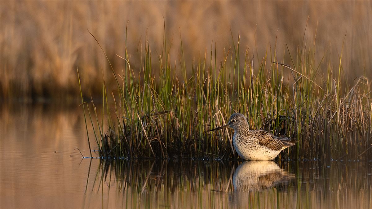 Common Greenshank