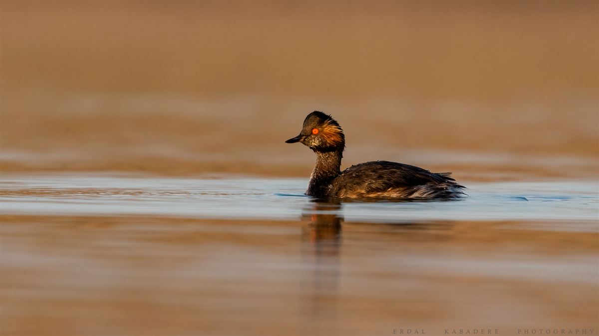 Black-necked Grebe