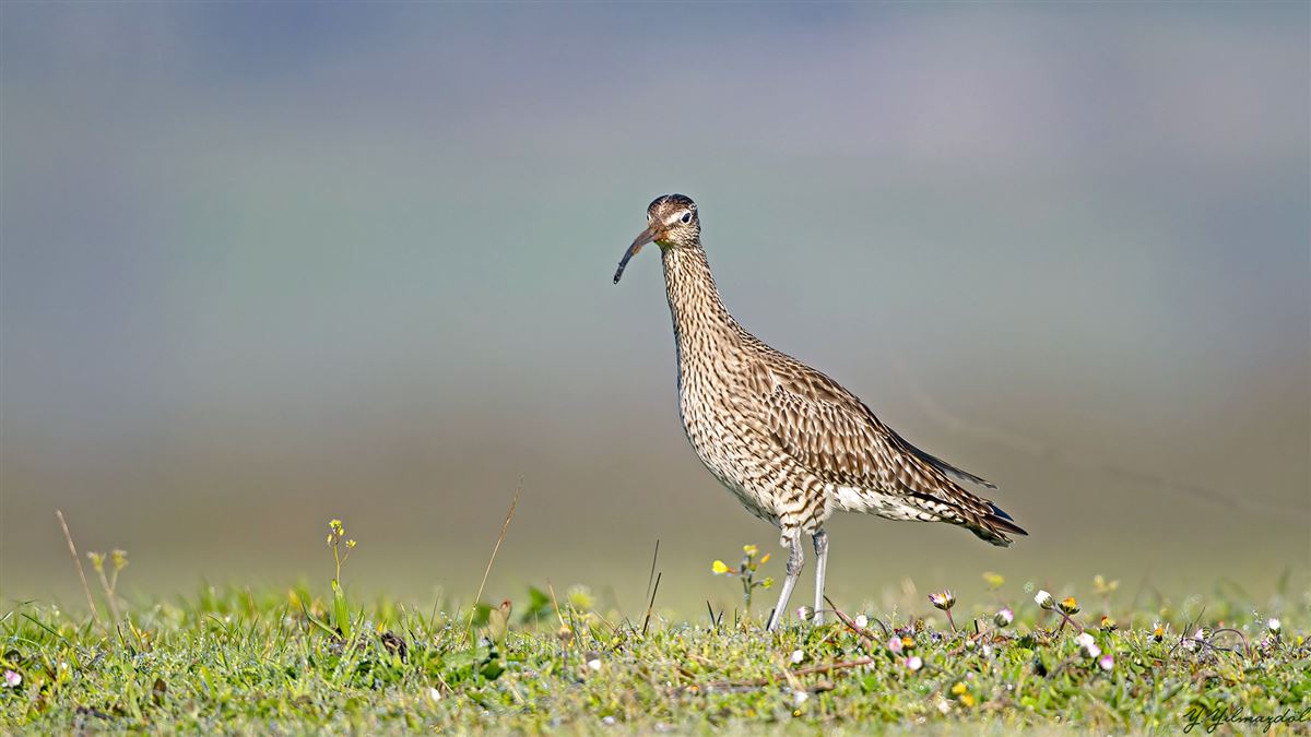 Eurasian Whimbrel