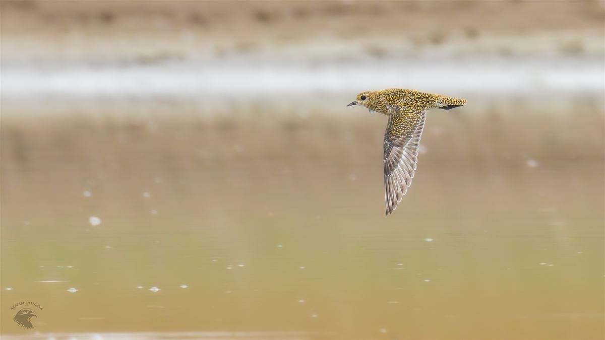 European Golden Plover