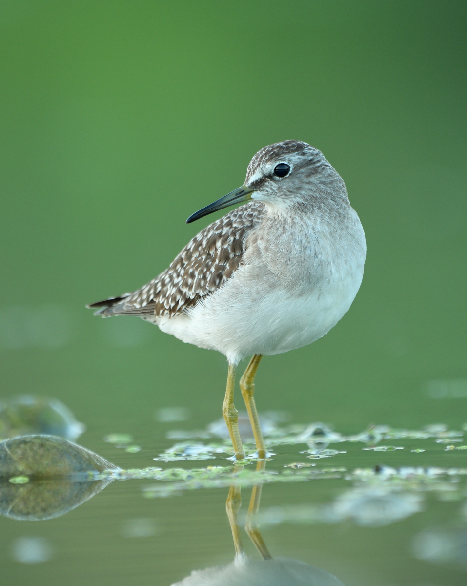 Wood Sandpiper