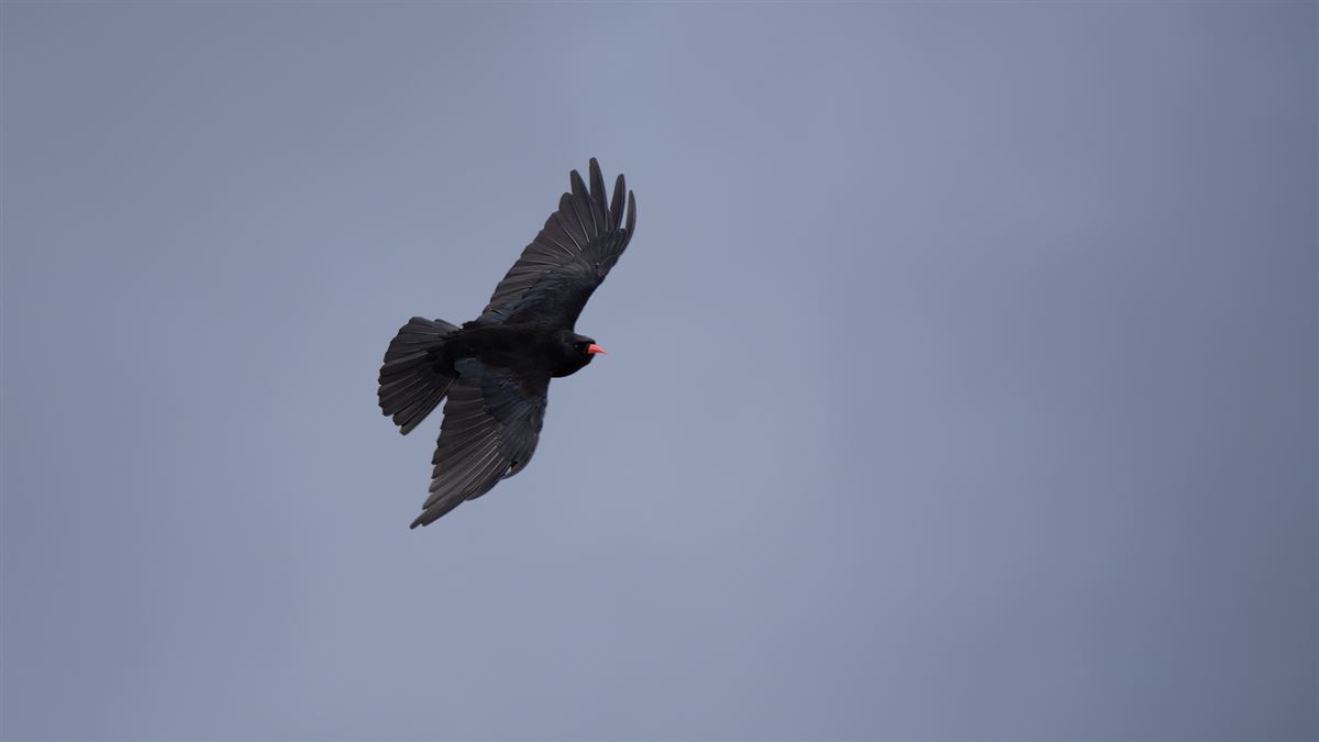 Red-billed Chough
