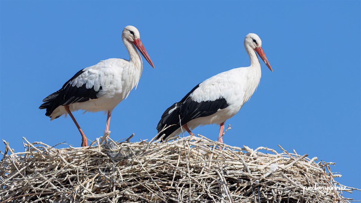 White Stork