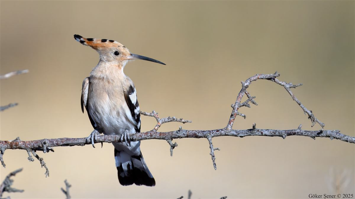 Common Hoopoe