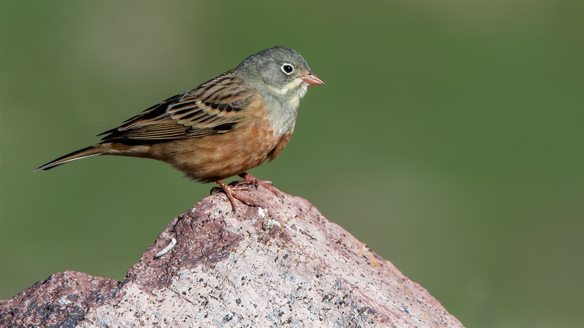 Ortolan Bunting