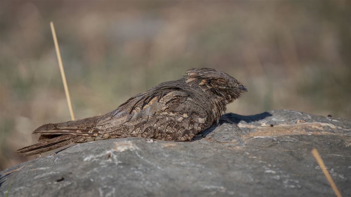 European Nightjar