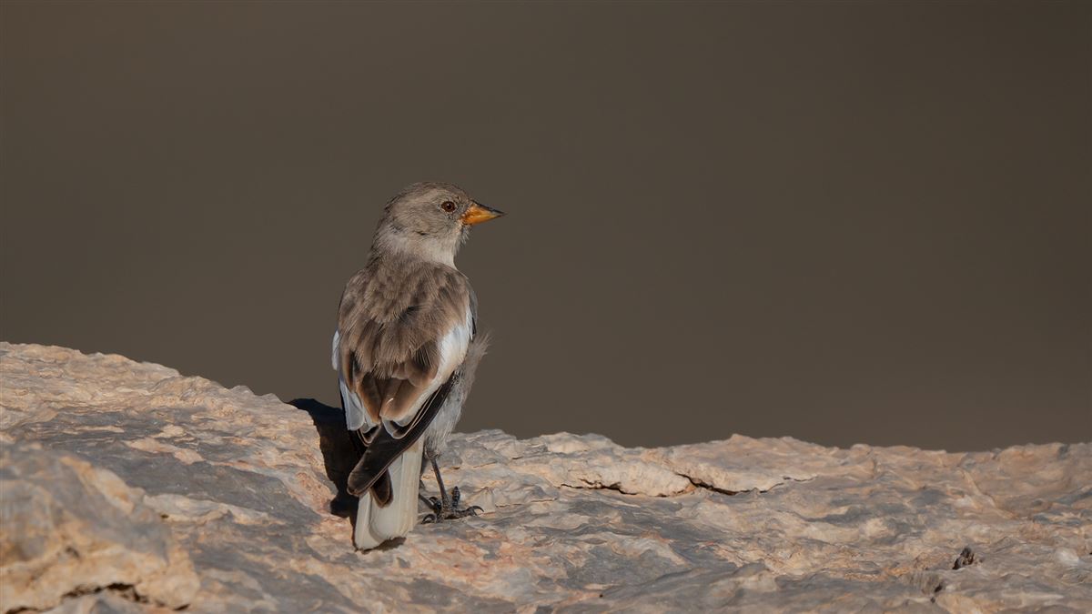 White-winged Snowfinch