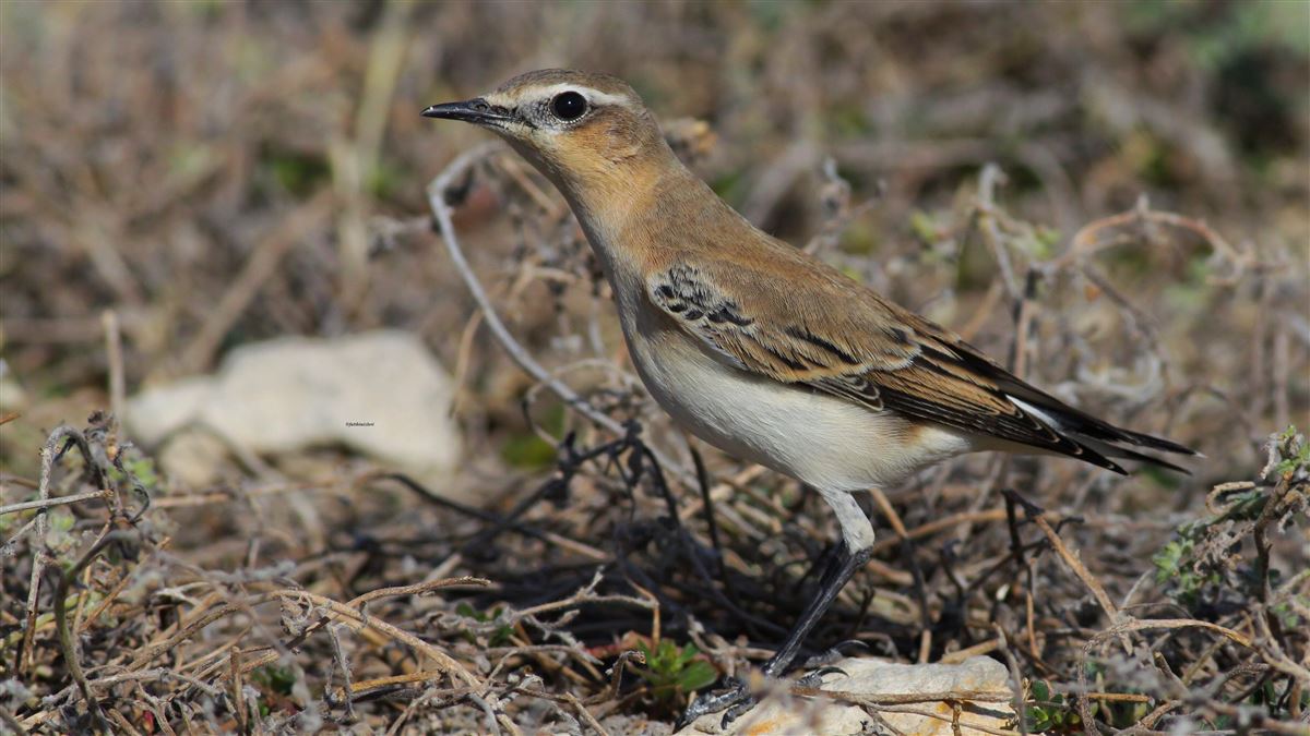 Northern Wheatear