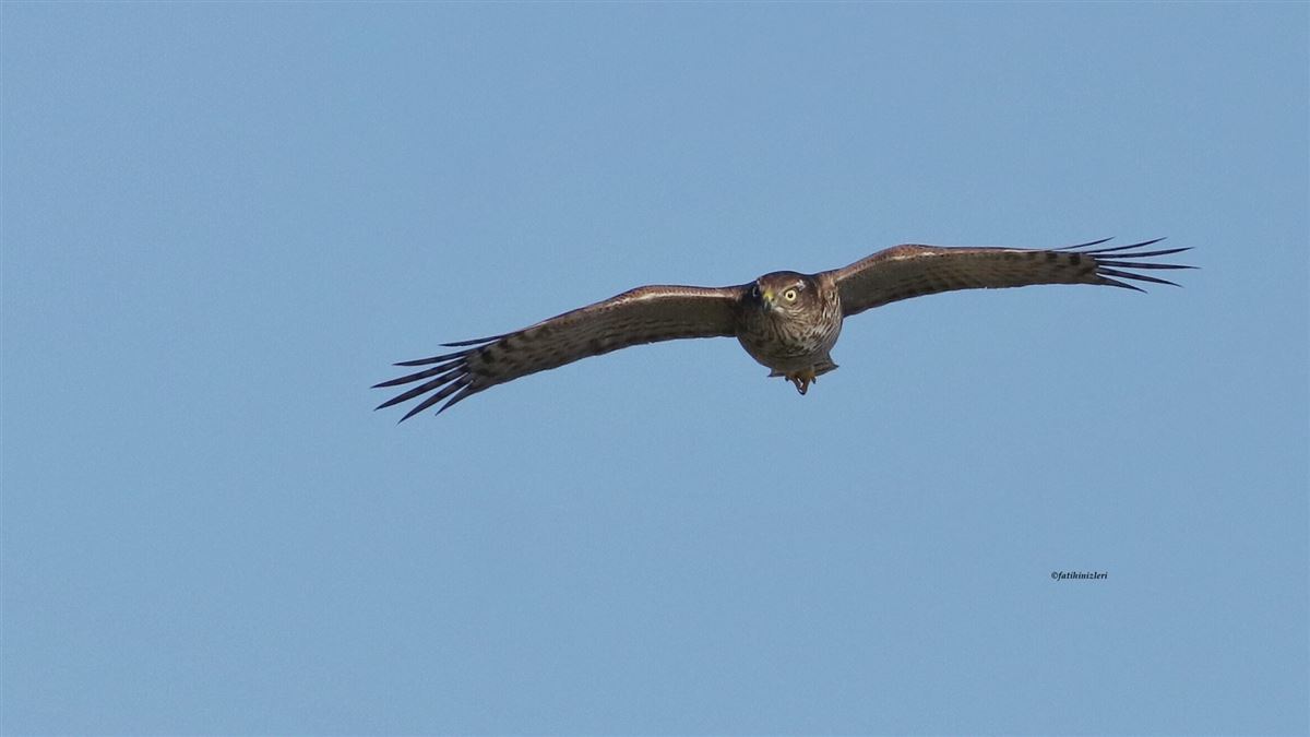 Eurasian Sparrowhawk