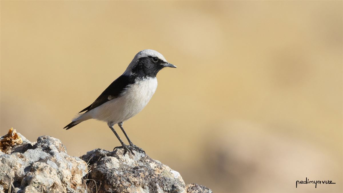 Finsch`s Wheatear