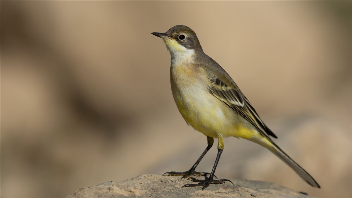 Western Yellow Wagtail