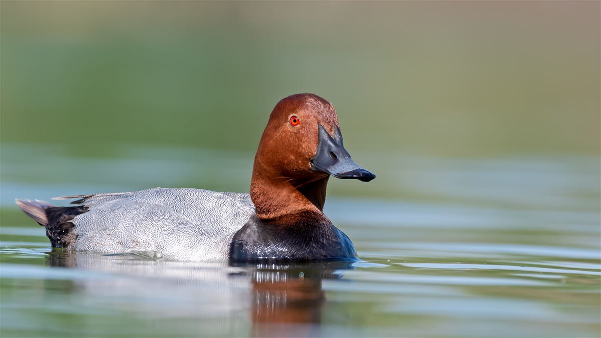 Common Pochard